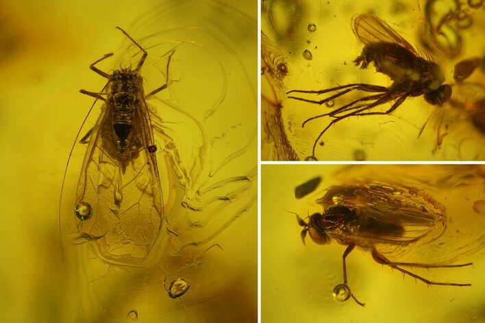 Detailed Fossil Winged Aphid and Two Flies in Baltic Amber #163468